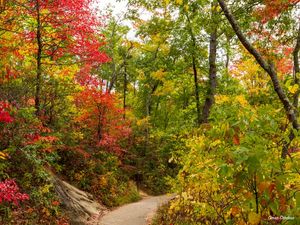 TODAS AS CORES DE OUTONO EM GREAT SMOKY MOUNTAINS