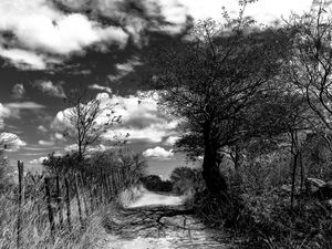 VEREDA DO SERTÃO