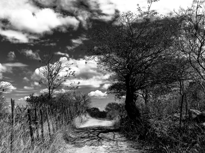 VEREDA DO SERTÃO