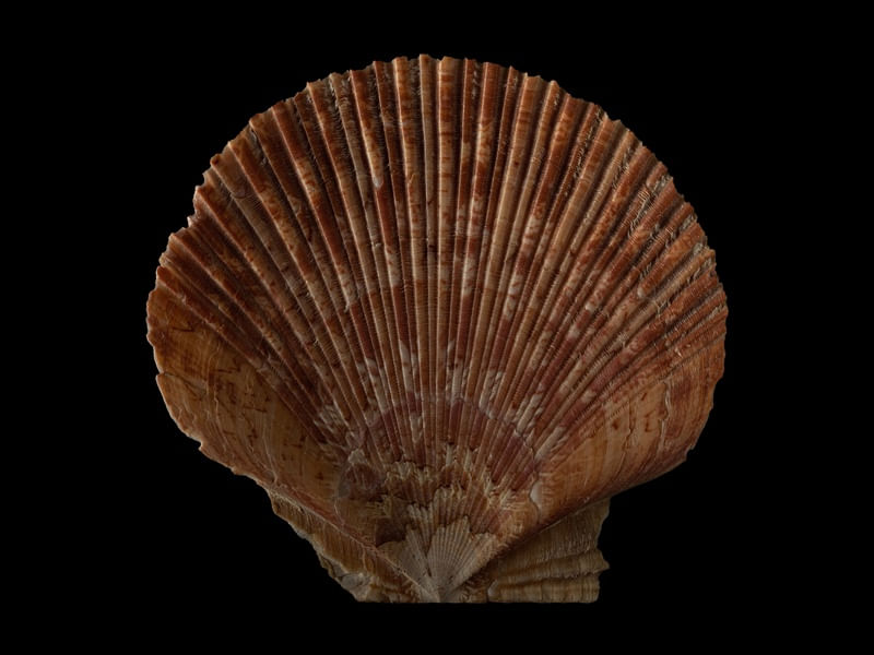 COQUILLES 4