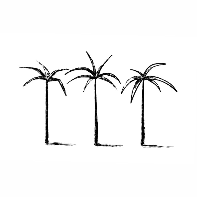 SWEET PALM