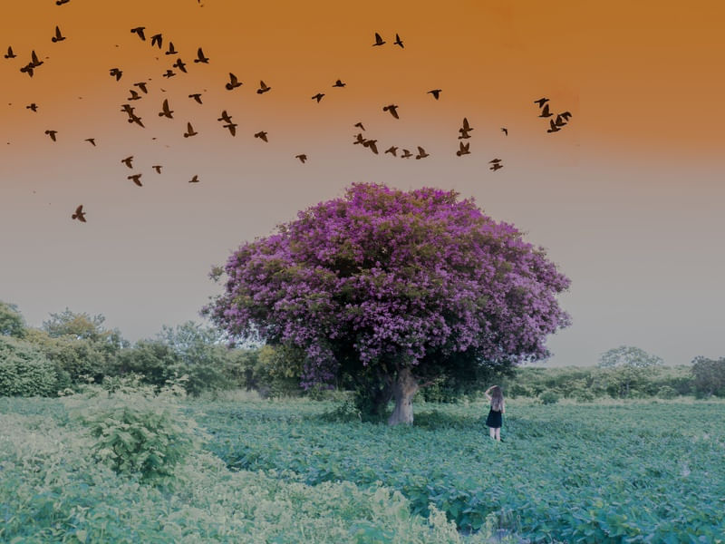 AVES DE ARRIBAÇÃO