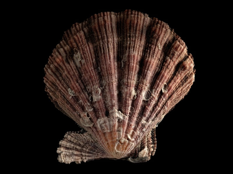 COQUILLES 5