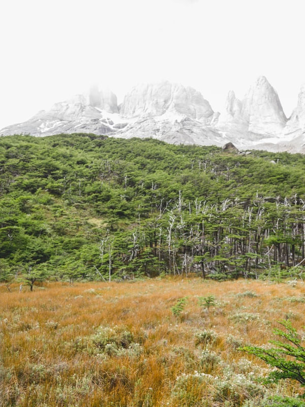 EL BOSQUE