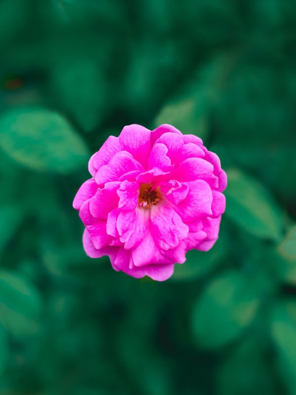 BELA FLOR ROSA
