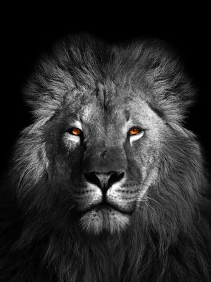 LION HONEY - 02B