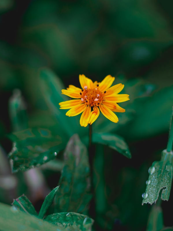 EM VERDE E AMARELO