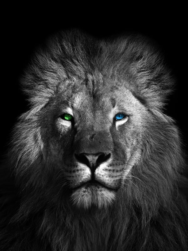 LION HETEROCROMY - 04A
