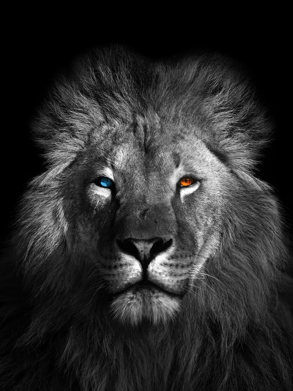LION HETEROCROMY - 04B