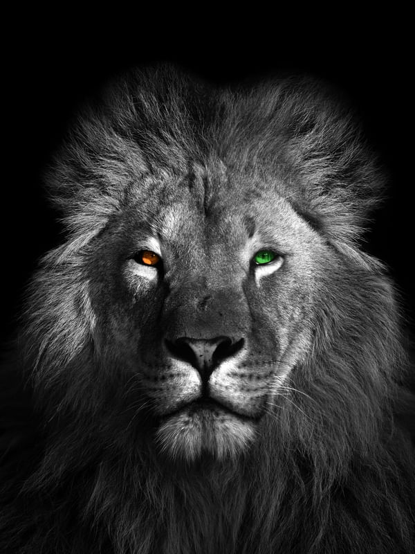 LION HETEROCROMY - 04C