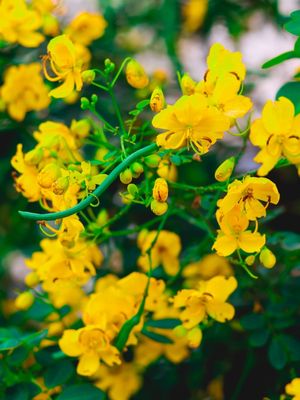 PEQUENA FLOR AMARELA