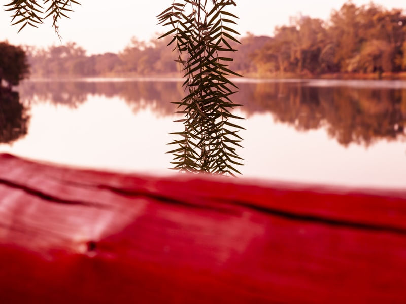 DETALHE DE PLANTA NO LAGO DESFOCADO