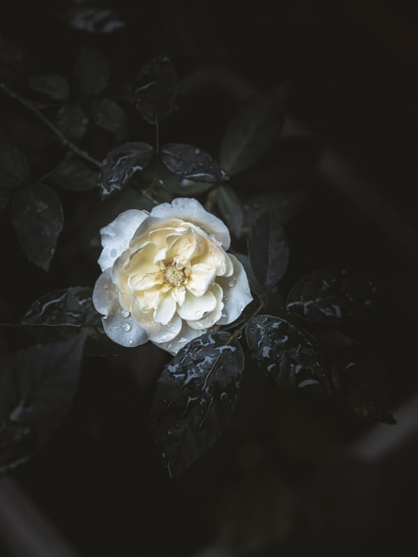 THE DARK SIDE OF THE ROSE