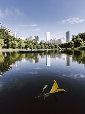 A FLOR DA PRAÇA PARIS