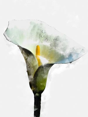 FLOR COPO DE LEITE