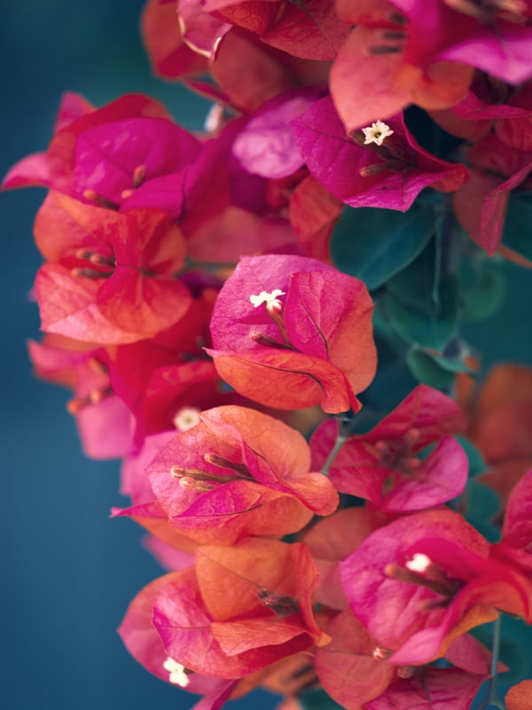 AS FLORES DE SETEMBRO (1)