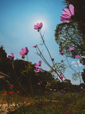 AS FLORES DE SETEMBRO (2)