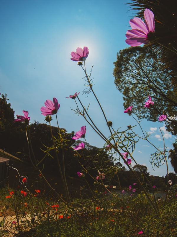 AS FLORES DE SETEMBRO (2)