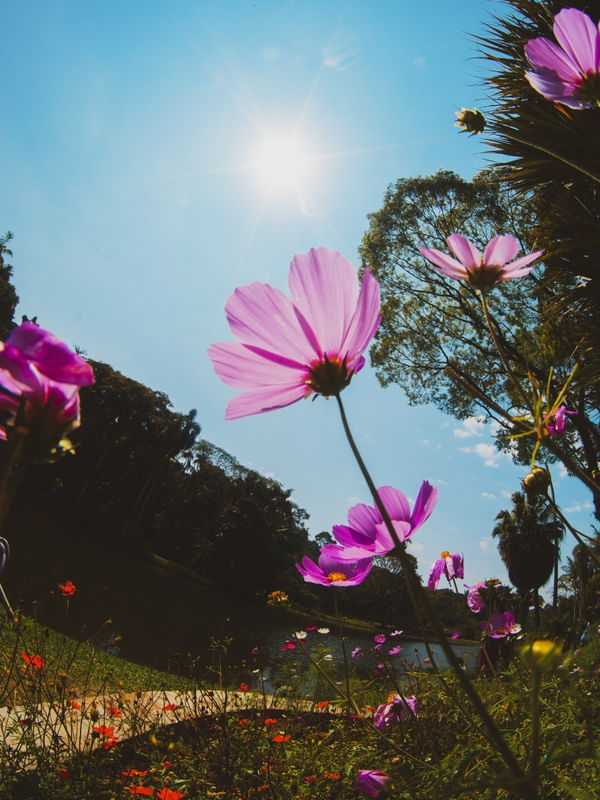AS FLORES DE SETEMBRO (3)