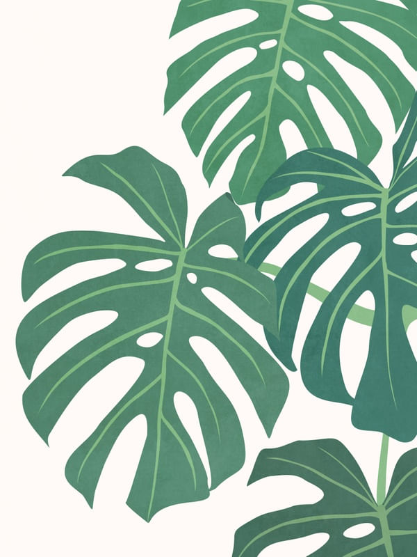 MINIMAL TROPICAL ART - MONSTERA