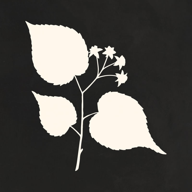 MINIMAL ART - LEAVES 04