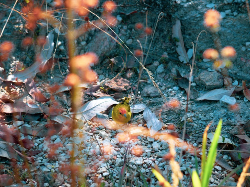 AUTUMN BIRD