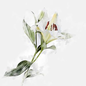 LILIUM CANDIDUM