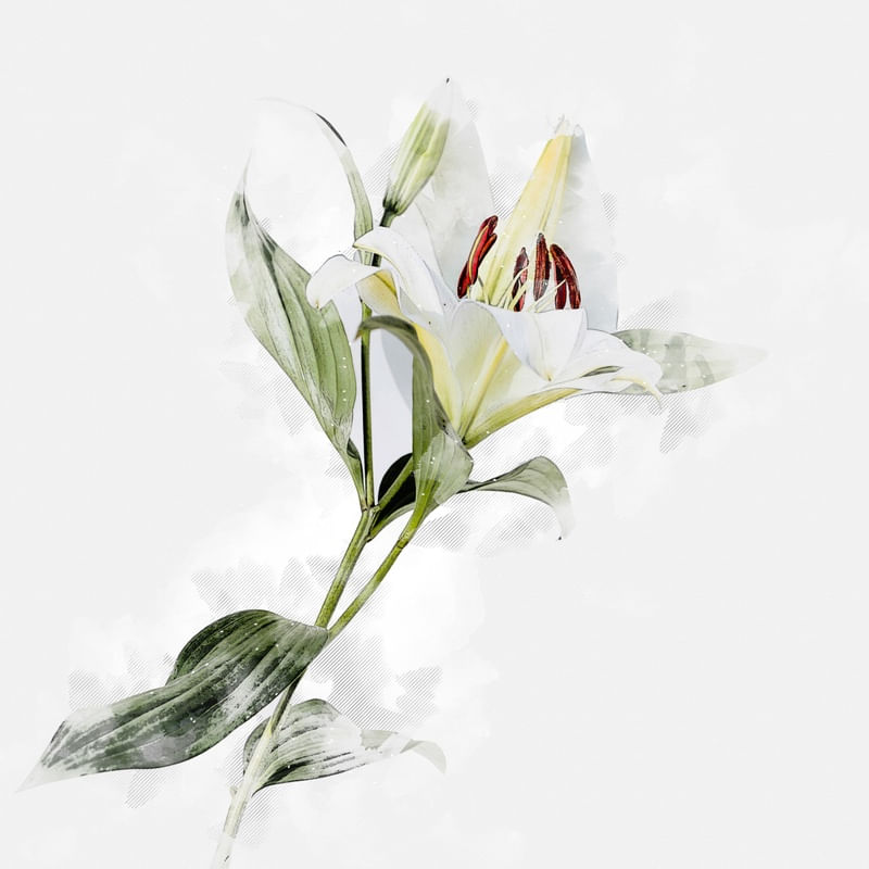 LILIUM CANDIDUM