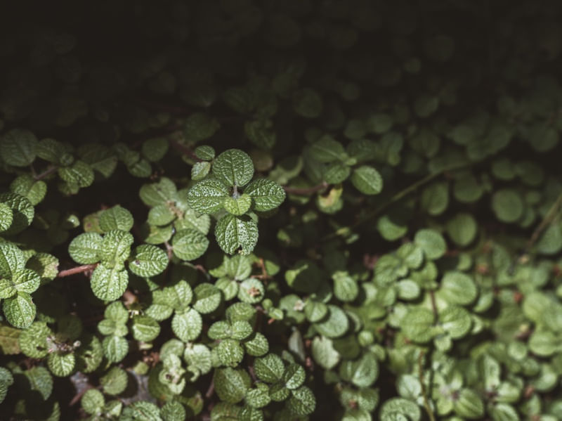 DIRTY GREEN