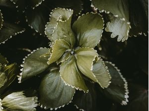 MOSS GREEN
