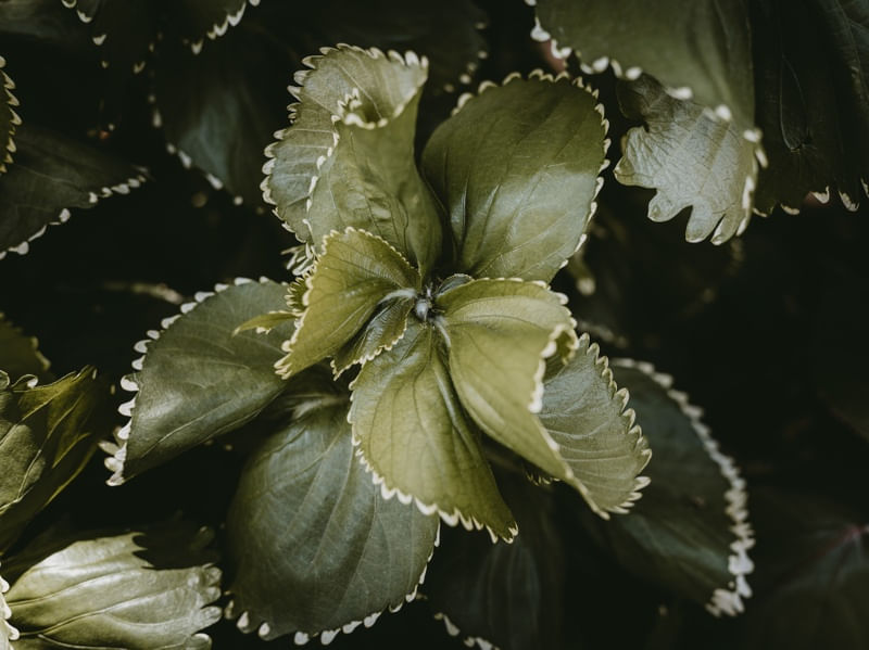 MOSS GREEN