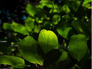 FOLK LEAVES I