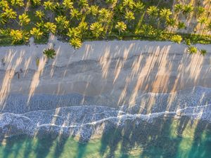 SOMBRAS DOS COQUEIROS NA AREIA DA PRAIA