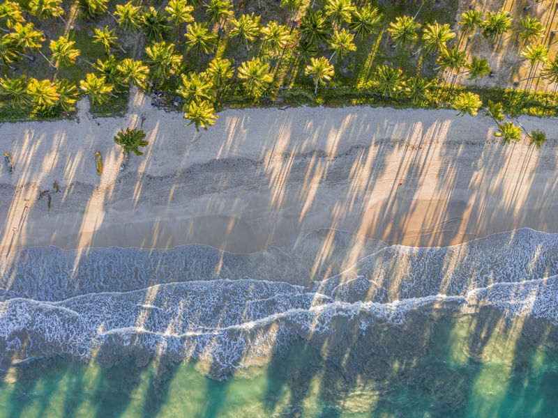 SOMBRAS DOS COQUEIROS NA AREIA DA PRAIA