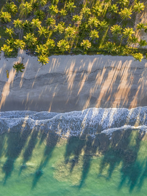 SOMBRAS DOS COQUEIROS NA PRAIA PARADISÍACA COM ONDAS