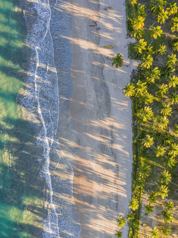 SOMBRAS DOS COQUEIROS NA PRAIA