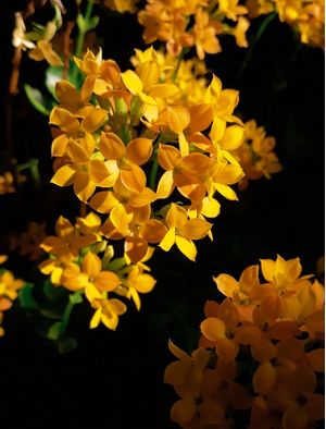 FLORESCE NATURAL
