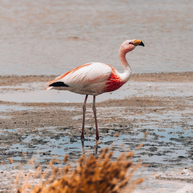 FLAMINGO SOZINHO