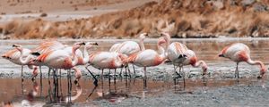FLAMINGOS EM FAMÍLIA