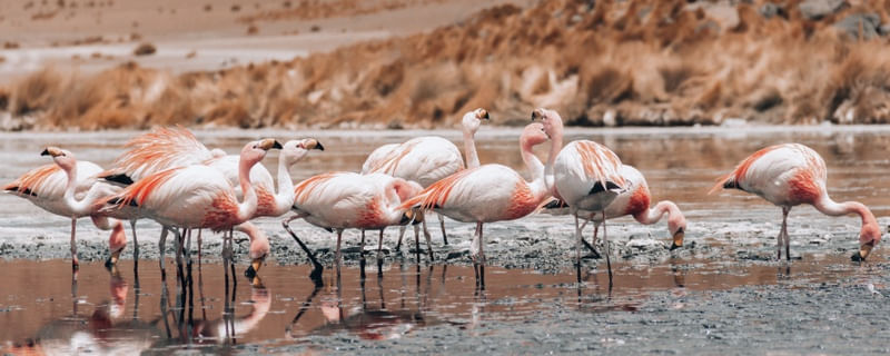 FLAMINGOS EM FAMÍLIA