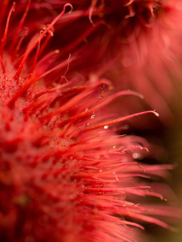 VERMELHO URUCUM 1
