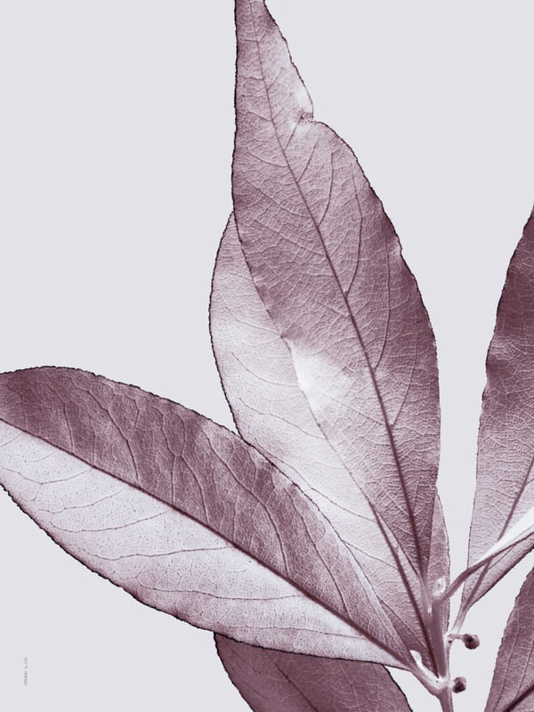 FÔLEGO N.161