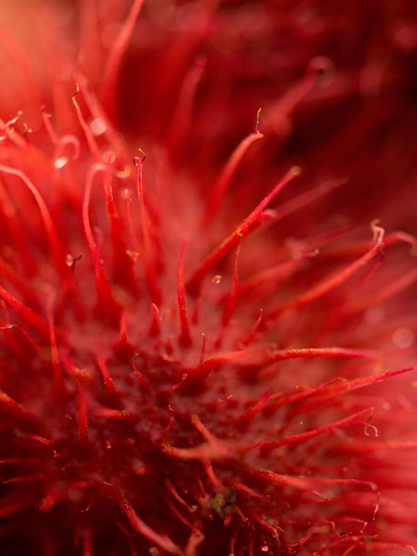VERMELHO URUCUM 2
