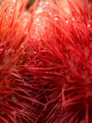 VERMELHO URUCUM 3