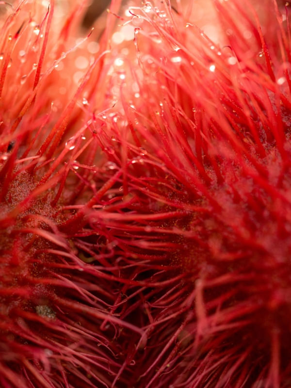 VERMELHO URUCUM 3