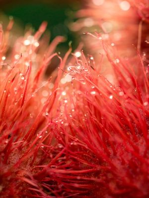 VERMELHO URUCUM 4