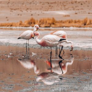 TRÊS FLAMINGOS