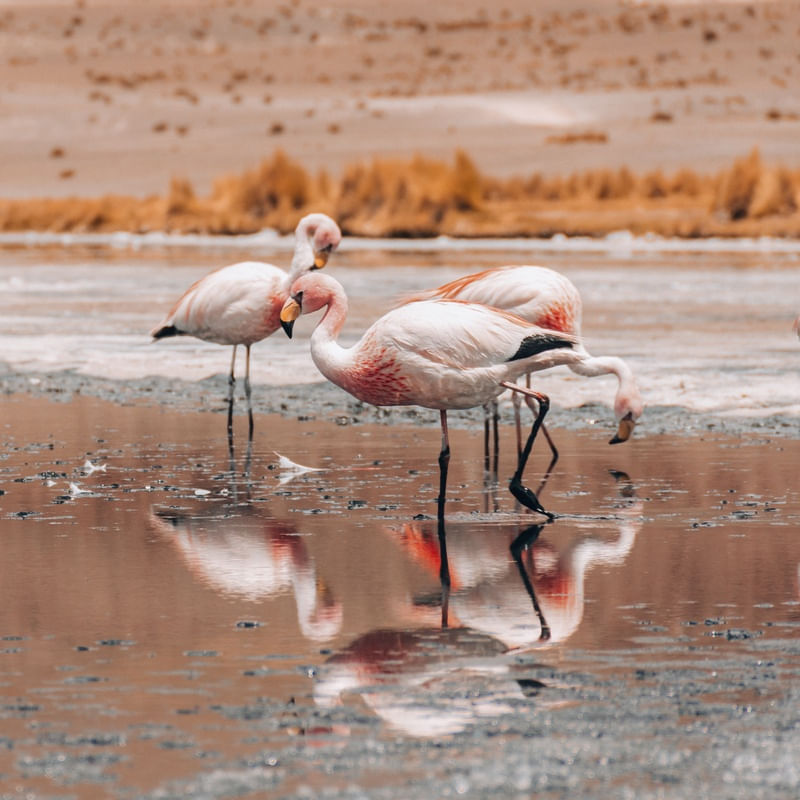 TRÊS FLAMINGOS