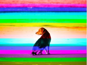 CÃES 55