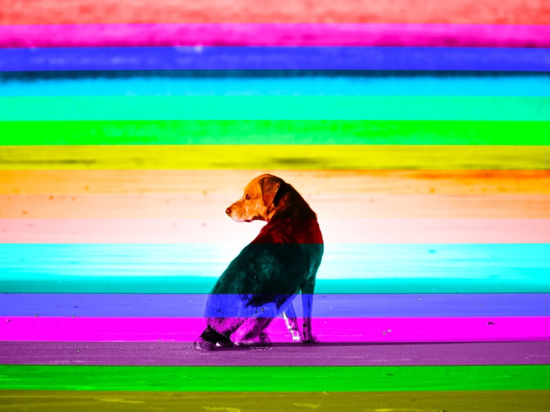 CÃES 55